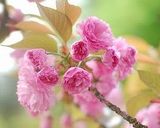 A picture of step 1 of Salt-Preserved Sakura Blossoms.