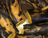 A picture of step 1 of Plantain Empanadas with Cheese.