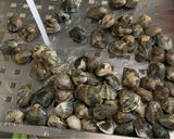 Foto del passaggio 7 della ricetta Spaghetti alle Vongole