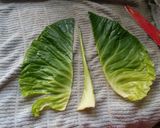 A picture of step 9 of Vickys Mushroom and Lentil Loaf, GF DF EF SF NF.