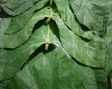 ચટપટા રસ પાત્રા (Chatpata Ras Patra Recipe In Gujarati) રેસીપી સ્ટેપ1ફોટો