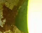 A picture of step 6 of Curry. کڑی.