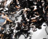 A picture of step 7 of Wild Rice W/ Shiitake Mushrooms Vegan.