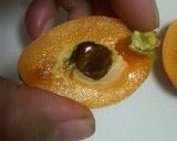 A picture of step 4 of How to Peel a Loquat.