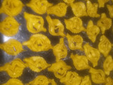 الشباكية المغربية