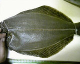 A picture of step 8 of Really Easy! How to Cut Up Flounder (Method 1).