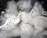 A picture of step 8 of Sinkers .. Dumplings.