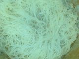 Bihun ayam nyemek