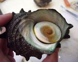 A picture of step 1 of Fresh Turban Shell Sashimi.