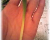 A picture of step 3 of How to Prepare and Enjoy Ramps.