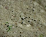 A picture of step 7 of Suji dosa.