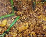 Foto del paso 6 de la receta: Arroz seco con fumet de gamba roja