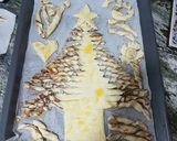 Foto del paso 6 de la receta: Árbol navideño de hojaldre