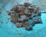 Foto langkah ke 4 dari resep Empal daging.