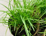 Hình bước làm 6 của món Thịt kho mắm ruốc