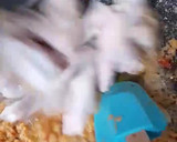 Foto langkah ke 2 dari resep Semur ayam kentang telur puyuh.