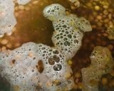 Foto del paso 1 de la receta: 🍵SOPA🍵 CREMA DE 🍵LENTEJAS🍵 (GOURMET)