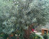 Foto del passaggio 2 della ricetta Olive condite Bio