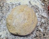 Foto del paso 3 de la receta: Milanesas de soja y berenjena 🍆