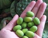 Hình bước làm 1 của món Hạt sen xóc muối