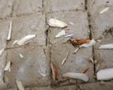 A picture of step 4 of Millet Bajri Flour Sukhdi.