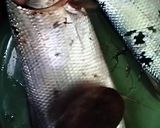 Foto langkah ke 2 dari resep OTAK-OTAK BANDENG.