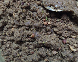 अलसी गुड आटे की पिन्नी (Alsi gur aate ki pinni recipe in Hindi) रेसिपी चरण 11 फोटो