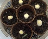 A picture of step 3 of Regrow store bought Chives.