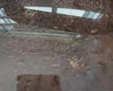 Gambar langkah 9 resipi Kerang masak kicap pekat likat.