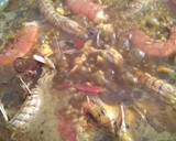 Foto del paso 4 de la receta: Paella de galeras y calamar de anzuelo