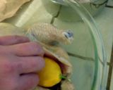 A picture of step 17 of Roast Chicken with Fennel.