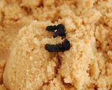A picture of step 2 of Our Family's Vanillezucker (Vanilla Sugar).