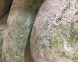 Hình bước làm 1 của món Sâm bí đao