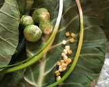 A picture of step 1 of Sautéed Collard Greens, Brussel Sprouts and Corn.