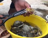 Hình bước làm 1 của món Ghẹ Rang Me