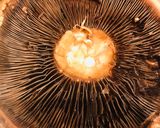 A picture of step 3 of Baked Portobello Mushrooms.