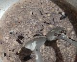 A picture of step 3 of Walnut fudge.
