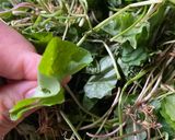 Hình bước làm 2 của món Sữa Đậu Xanh - Rau má