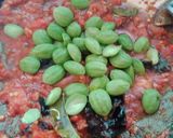 Foto langkah ke 4 dari resep Sambal Cumi asin Pete.