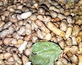 Foto langkah ke 2 dari resep Kacang kukus asin.