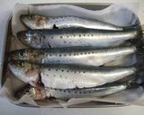 A picture of step 1 of Tender Sardines Simmered in a Pressure Cooker with Pickled Ume and Vinegar.