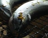 A picture of step 3 of Summer Food!! BBQ Grilled Banana.
