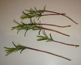 A picture of step 1 of Anchovy and Tomatoes with Rosemary.