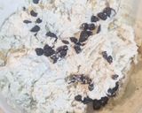 Foto del paso 1 de la receta: Rulo de queso azul con frutos secos