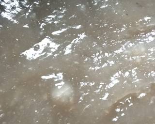 Cendol Sagu Aren Tawaro - Step 1