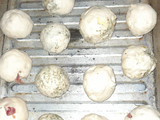 Pancitos Saborizados de Cebolla, Salame, Queso y Provenzal