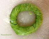 عکس مرحله 10 از دستور آچما اسفناجی (نون اسفناجی)
