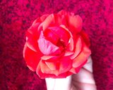 Hình bước làm 1 của món 🌱 Trà Hoa Hồng Khô Từ Hoa Hồng Tươi Trong 2 Phút