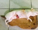 Foto del paso 2 de la receta: Cuy a la Braza 🇪🇨