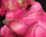 Foto langkah ke 1 dari resep Sorbet Buah Naga.